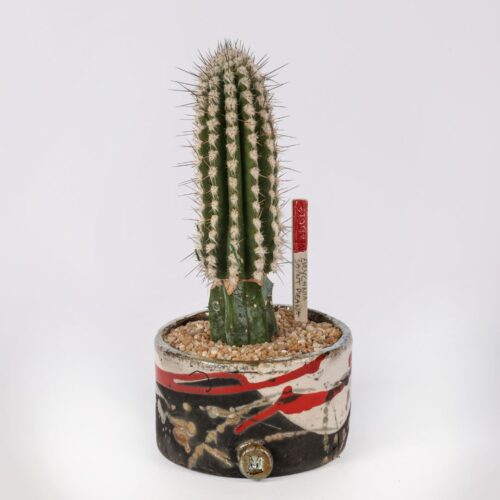 Eulychnia saint-pieana