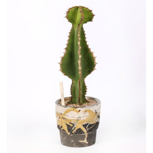 Euphorbia cooperi