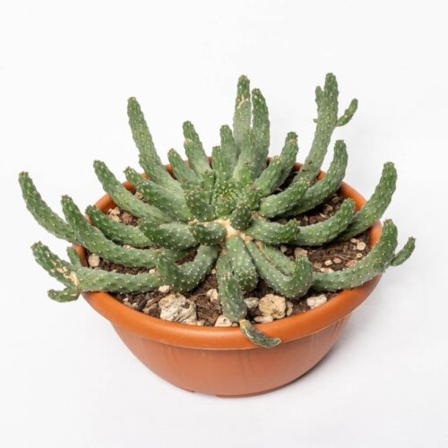 Euphorbia inermis Ø 20 cm