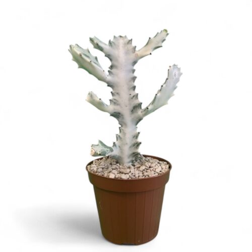 Euphorbia lactea 'White Ghost' Ø 12 cm