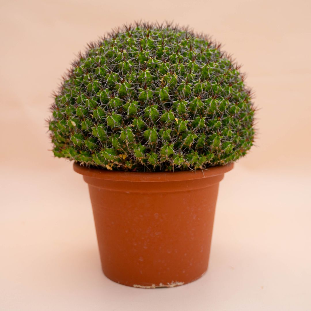 Euphorbia mitriformis Ø 20 cm 775F