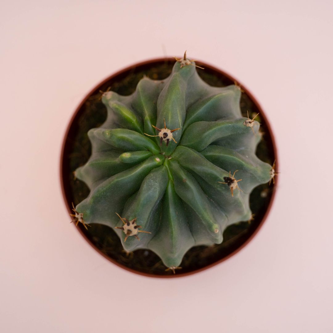 Ferocactus horridus brevispinus mostruoso Ø 13 cm cod. 745F