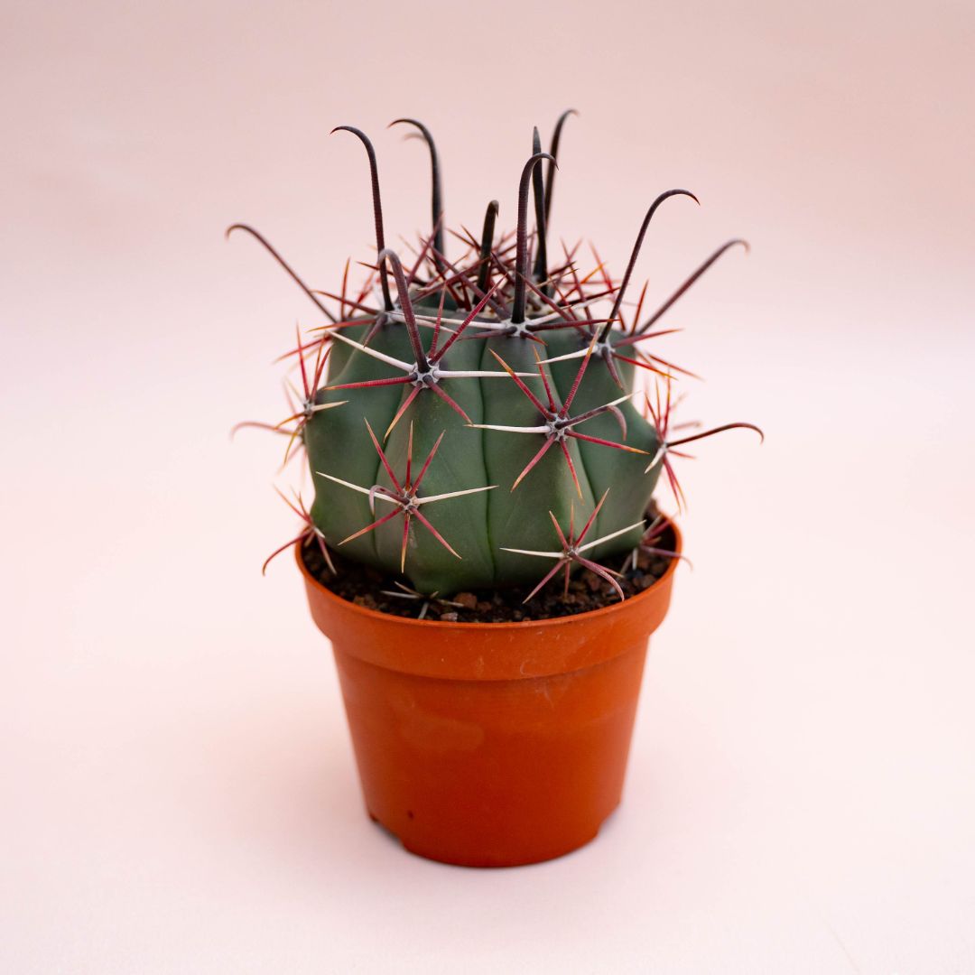 Ferocactus hybrid Ø 10,5 cm 716F