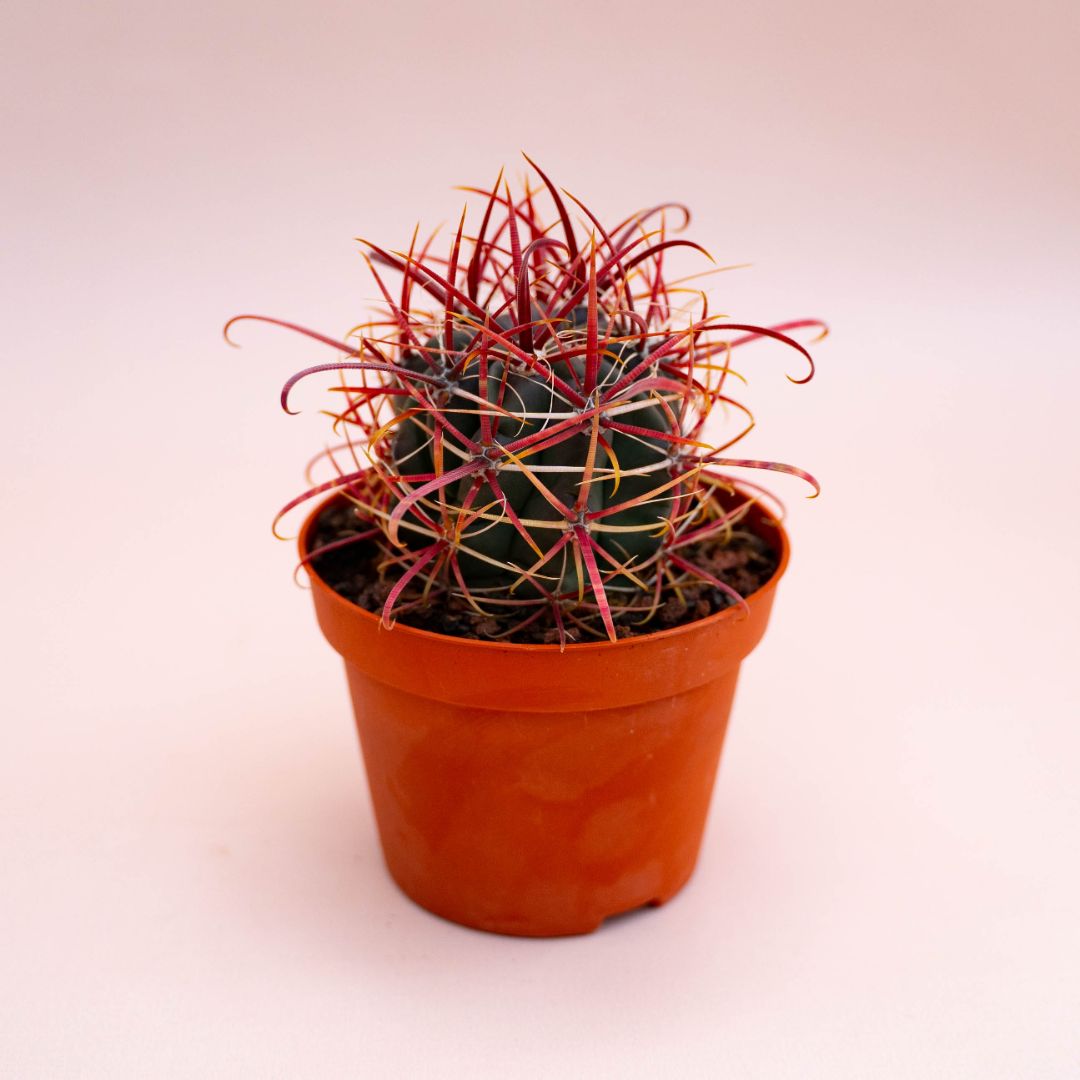 Ferocactus hybrid Ø 10,5 cm 718F