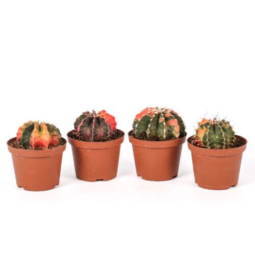 Gymnocalycium Mihanovichii Hibotan "Surprise" Ø 10,5 cm