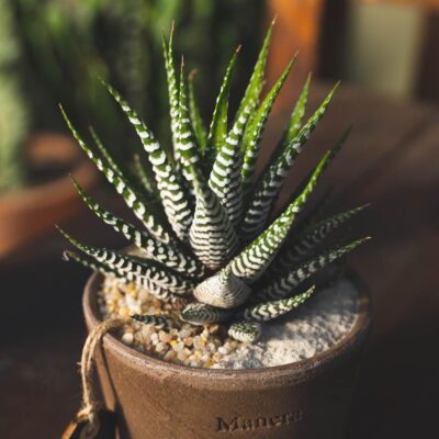 Haworthia fasciata - Ligne Manera Choco