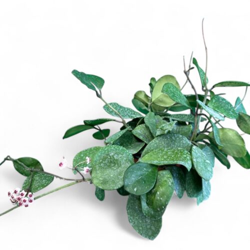 Hoya obovata Ø 14 cm