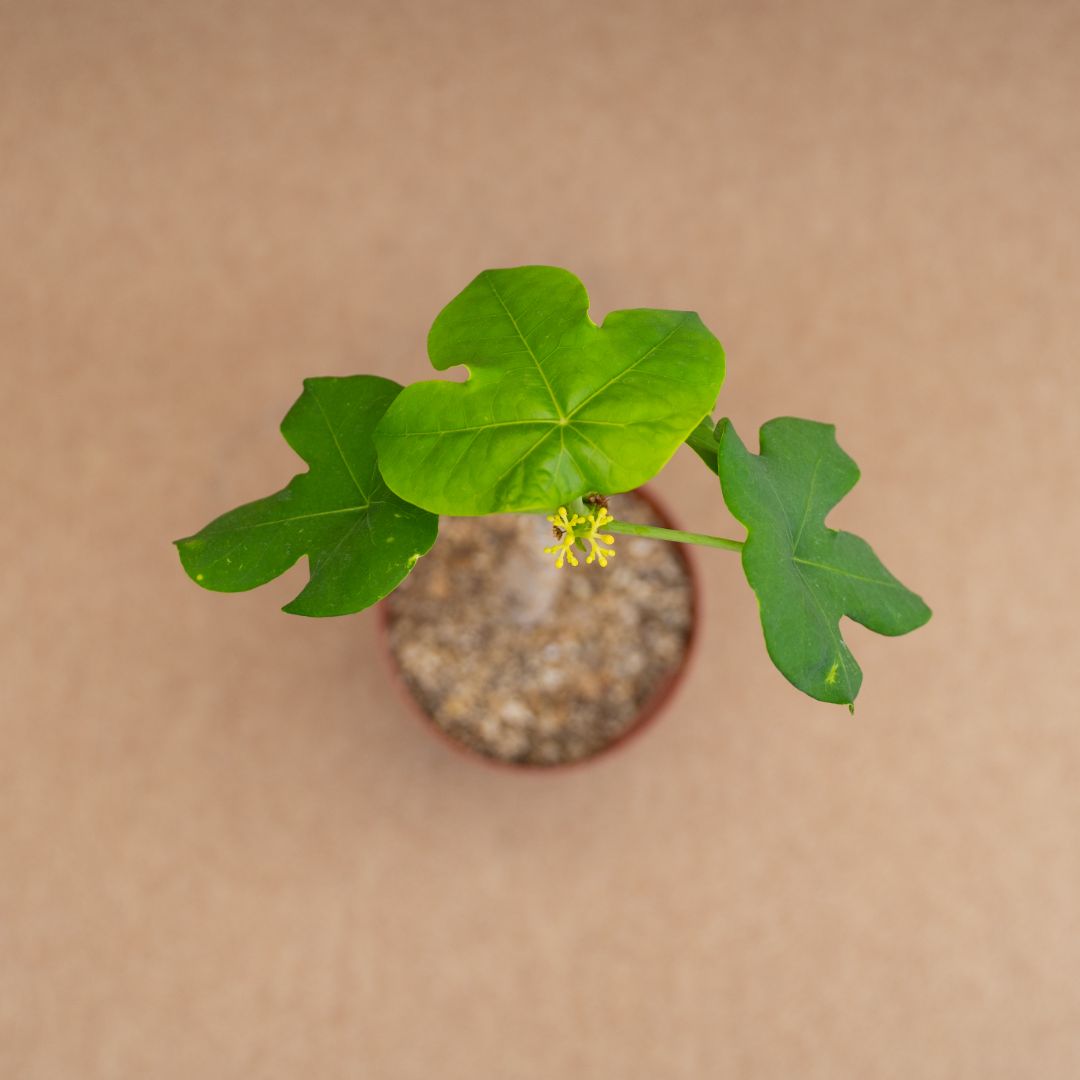 Jatropha podagrica Ø 14 cm