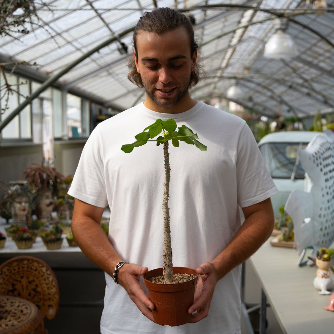 Jatropha podagrica Ø 14 cm