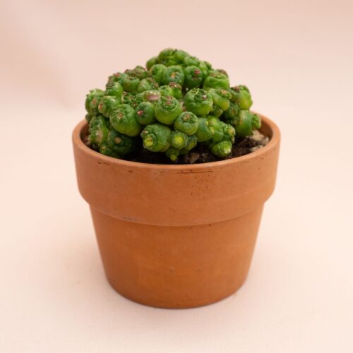 Mammillaria bocasana Fred mostruosa Ø 11 cm 853F