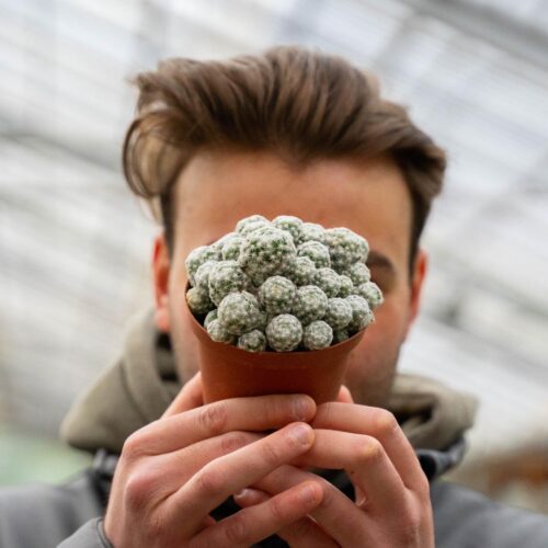 Mammillaria humboldtii v. caespitosa Ø 10,5 cm