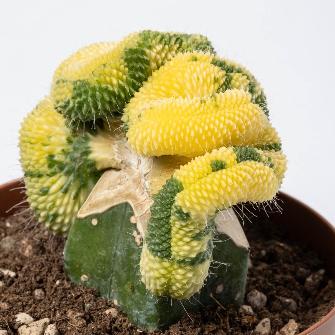 Mammillaria spinosissima 'Un pico' crestata variegata Ø 12 cm Mammillaria spinosissima 'Un pico' crestata variegata Ø 12 cm