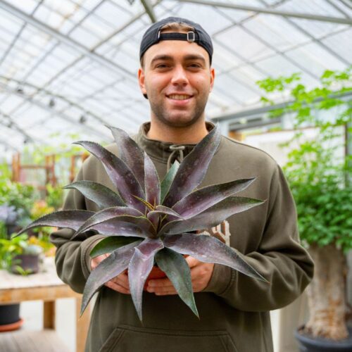 Mangave Mission to Mars Ø 17 cm