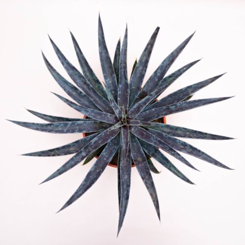 Mangave Moonglow Ø 17 cm