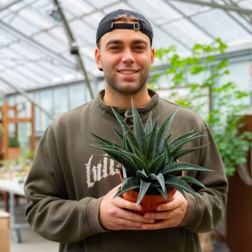 Mangave Pineapple express Ø 17 cm