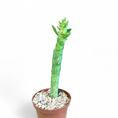 Monadenium heteropodum Ø 10,5 cm