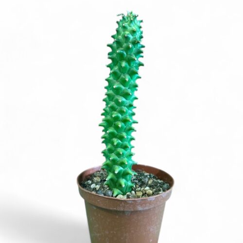 Monadenium schubei Ø 10,5 cm