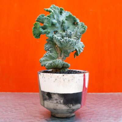 Myrtillocactus geometrizans crestato f. minor