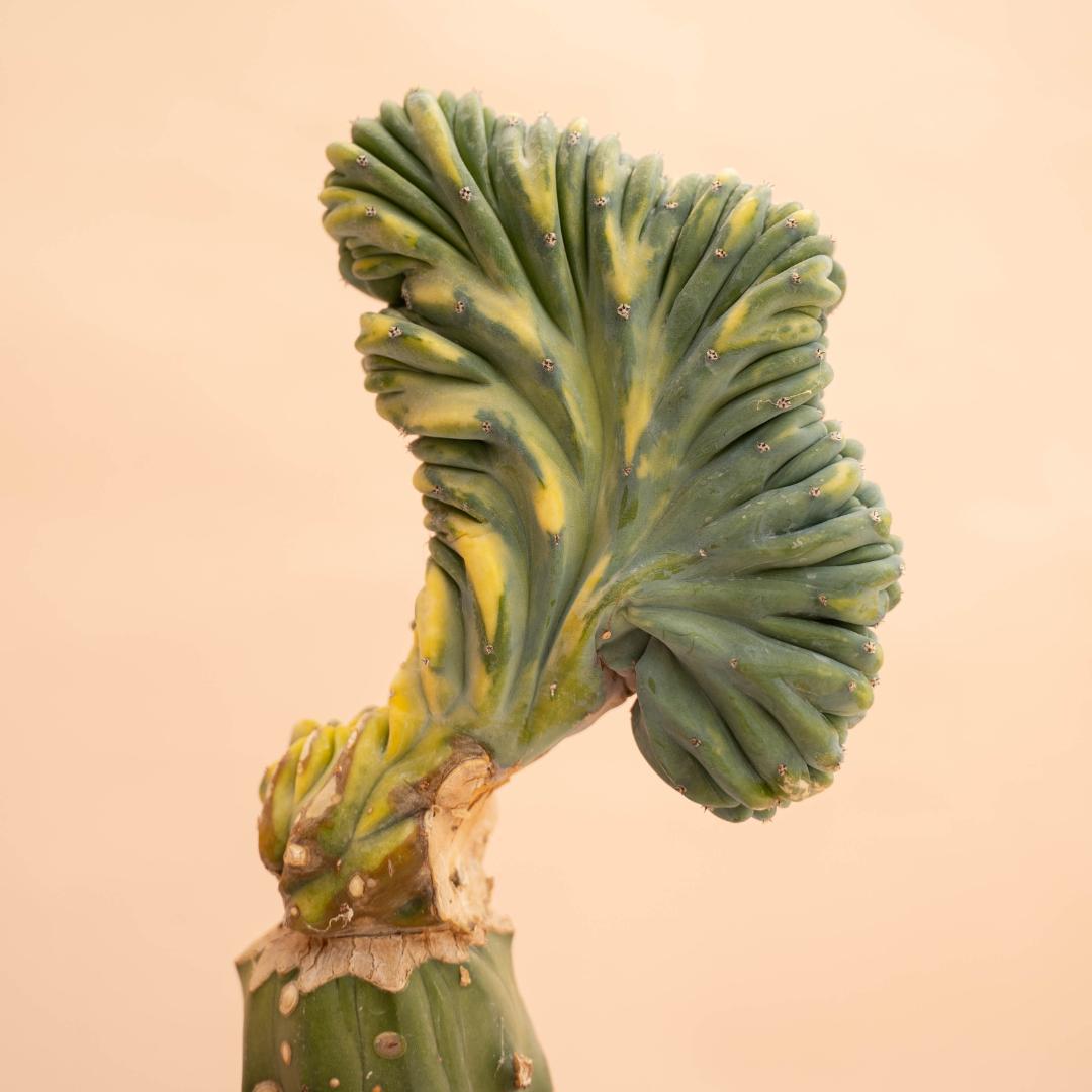 Myrtillocactus geometrizans crestato variegato Ø 14 cm