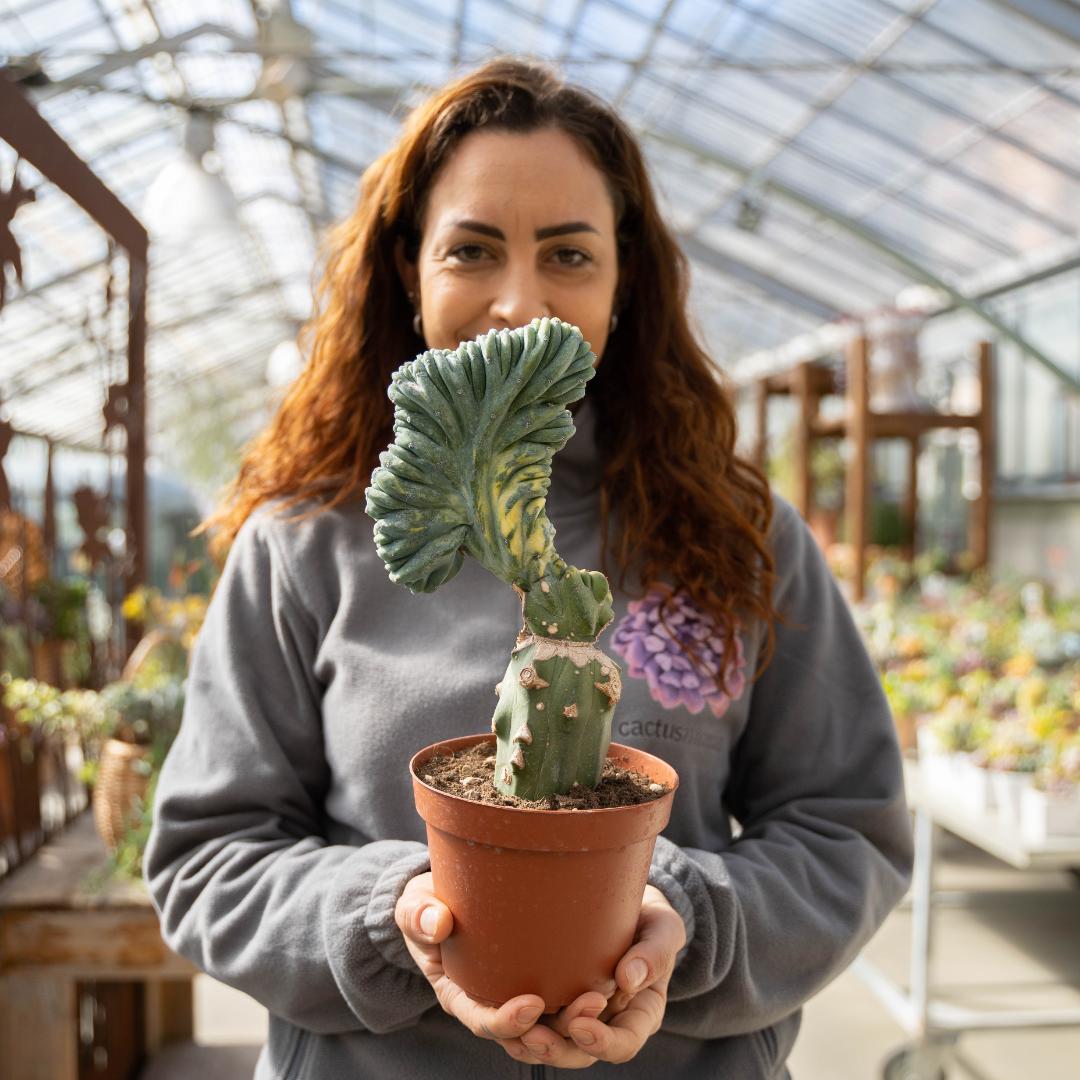 Myrtillocactus geometrizans crestato variegato Ø 14 cm