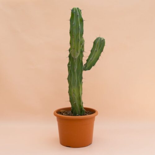 Myrtillocactus geometrizans Ø 22 cm