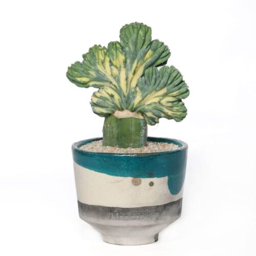 Myrtillocactus geometrizans crestato variegato