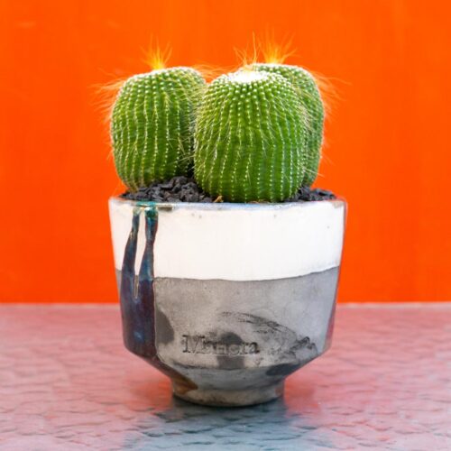 Notocactus leninghausii inermis