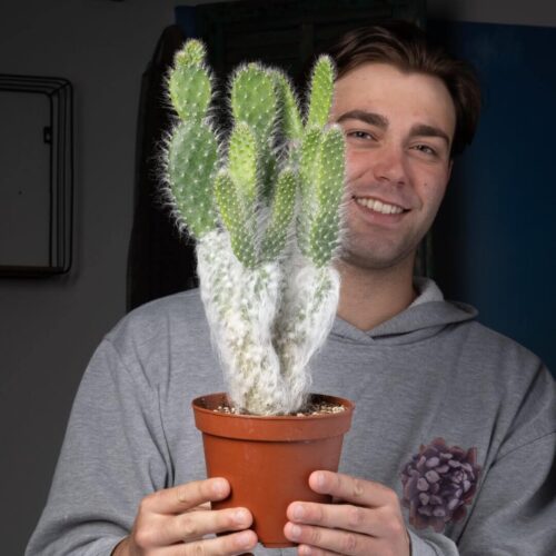 Opuntia Floccosa Ø 14 cm