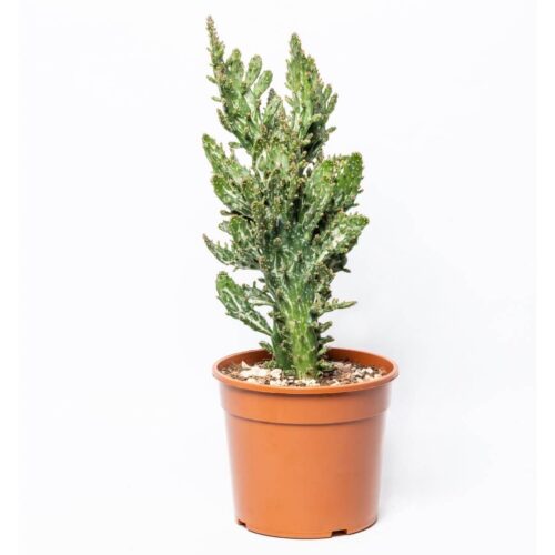 Opuntia Monacantha Ø 17 cm