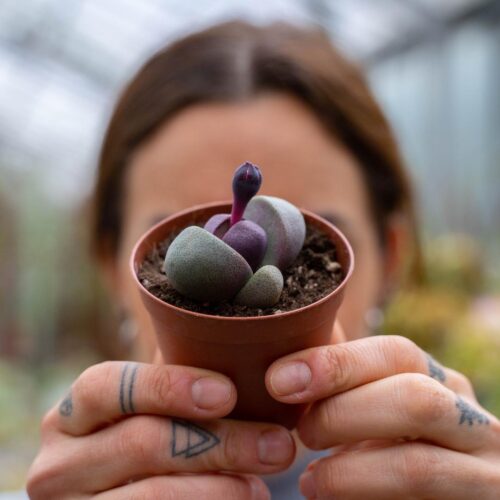 Pleiospilos nelii Royal Flush Ø 7,5 cm