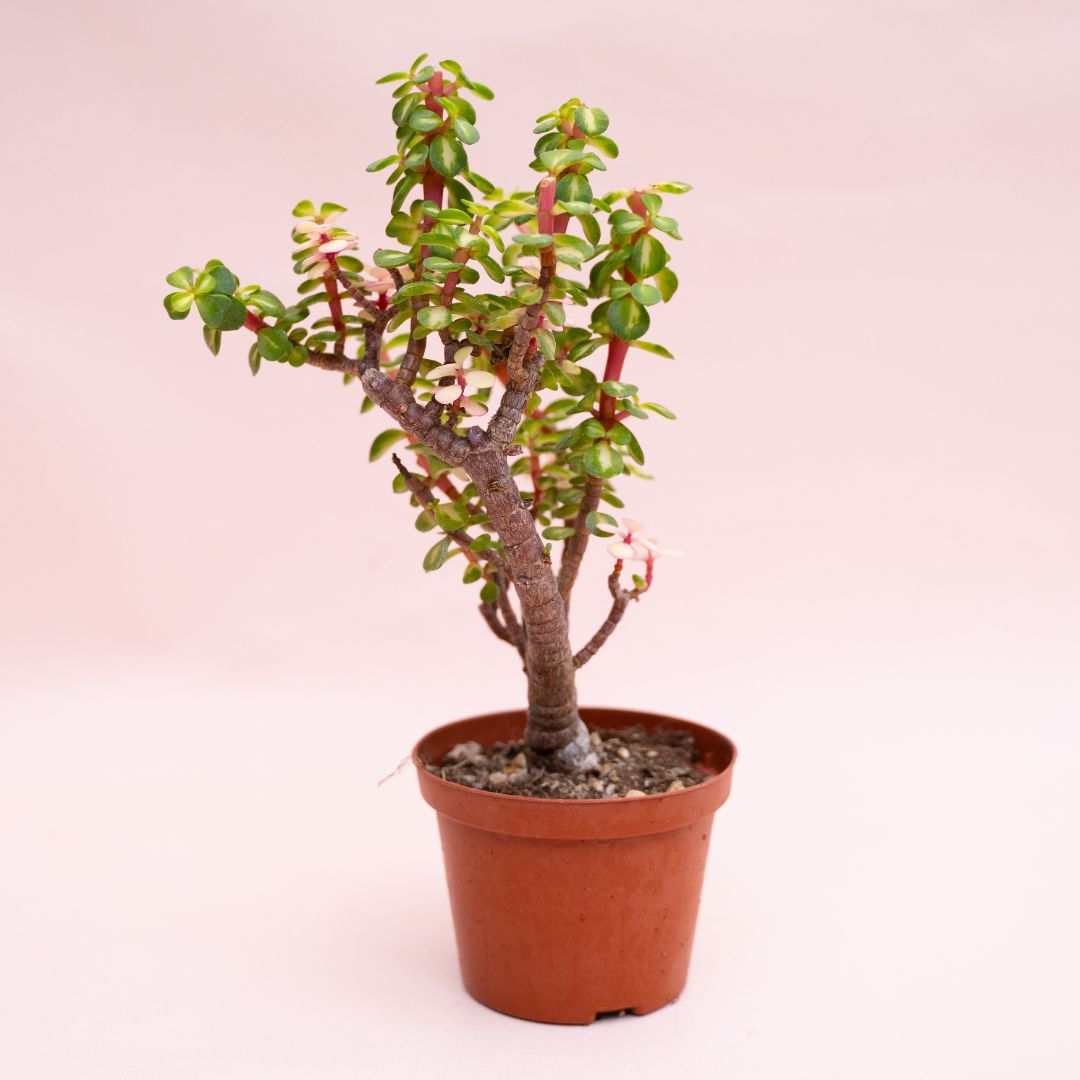 Portulacaria afra mediopicta Ø 12 cm cod. 1324