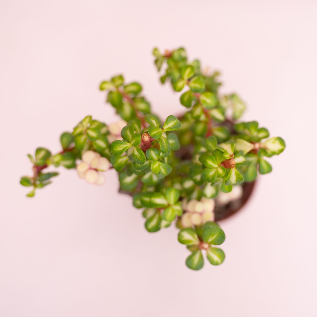 Portulacaria afra mediopicta Ø 12 cm cod. 1324