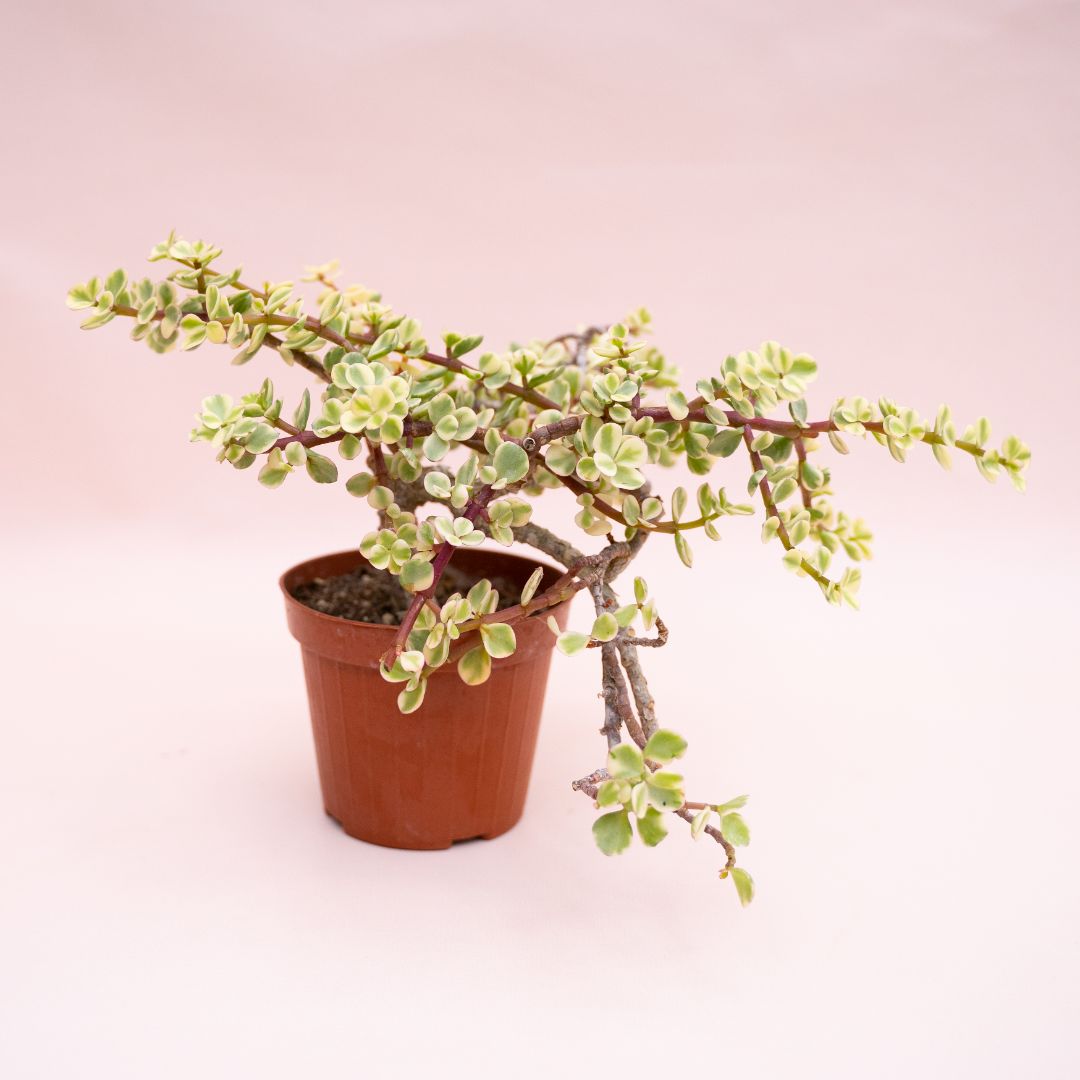 Portulacaria afra variegata Ø 12 cm cod. 1325