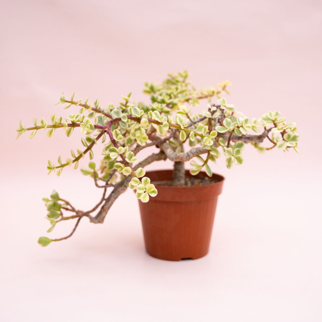 Portulacaria afra variegata Ø 12 cm cod. 1325