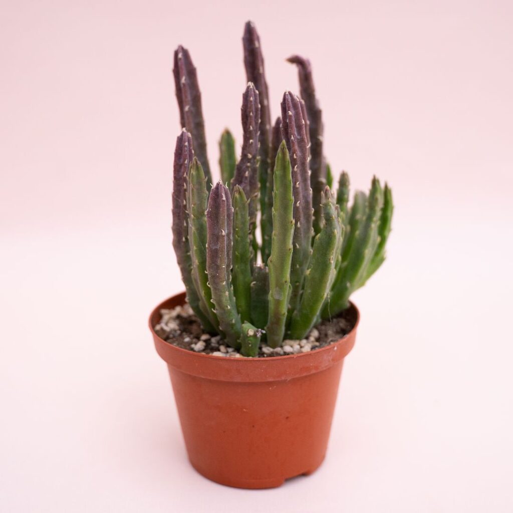 Stapelia hirsuta Ø 10,5 cm cod. 1320