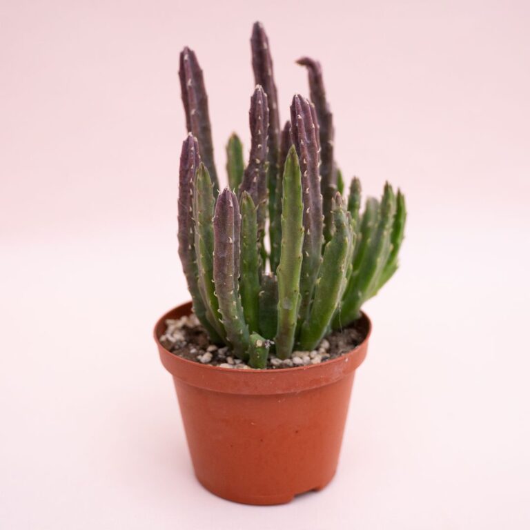 Stapelia hirsuta Ø 10,5 cm cod. 1320