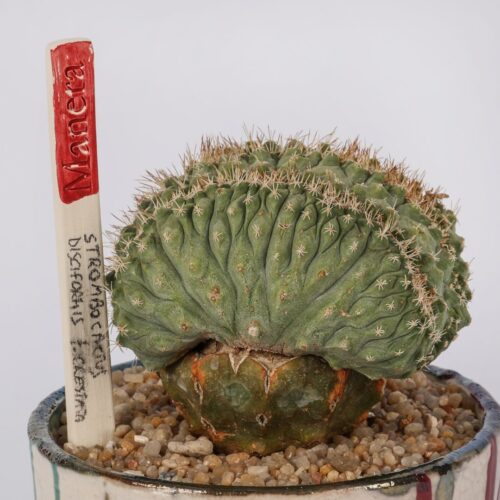 Strombocactus disciformis crestato