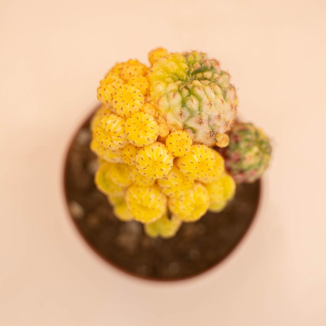 Sulcorebutia rauschii variegata Ø 12 cm Sulcorebutia rauschii variegata Ø 12 cm