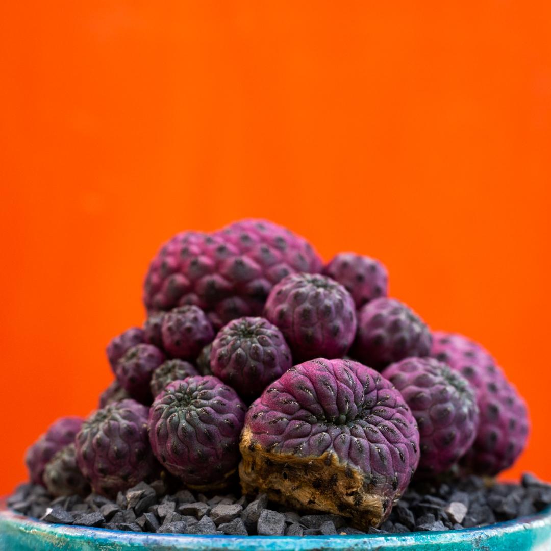 Sulcorebutia rauschii violacidermis Sulcorebutia rauschii violacidermis