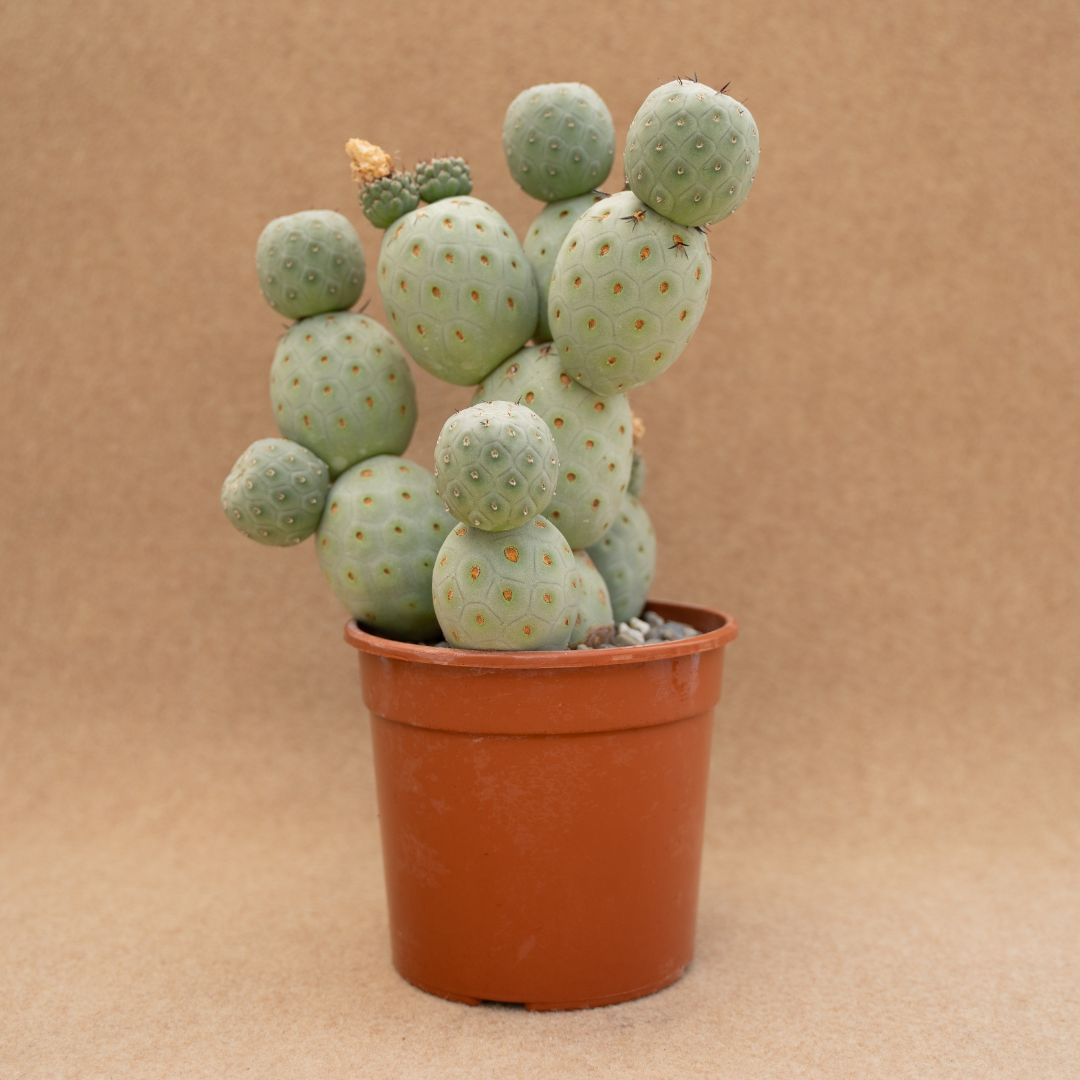 Tephrocactus geometricus Tephrocactus geometricus