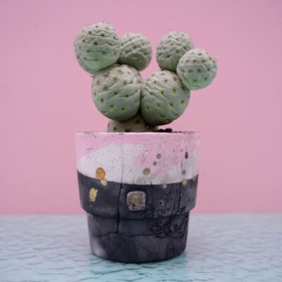 Tephrocactus geometricus 233 Raku