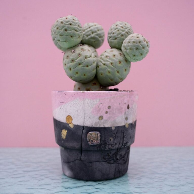 Tephrocactus geometricus 233 Raku