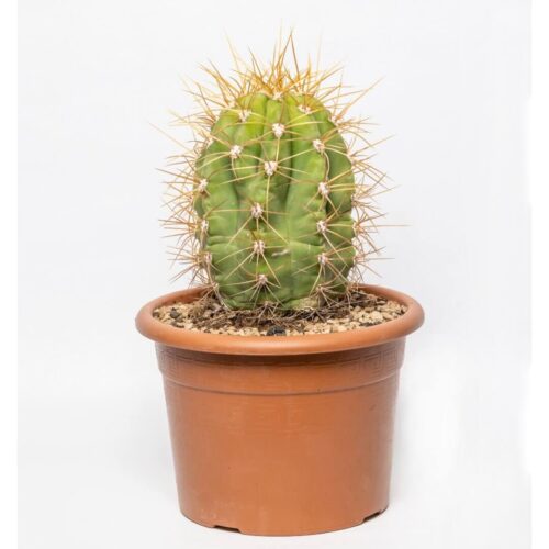 Trichocereus Pasacana Ø 20 cm