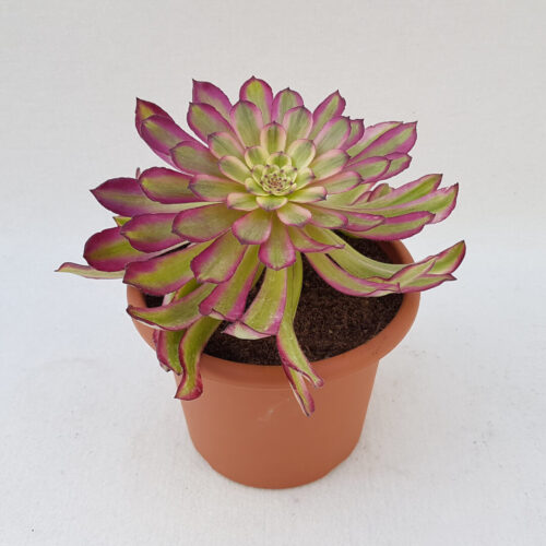 Aeonium arboreum Mardi Gras pot Ø 18