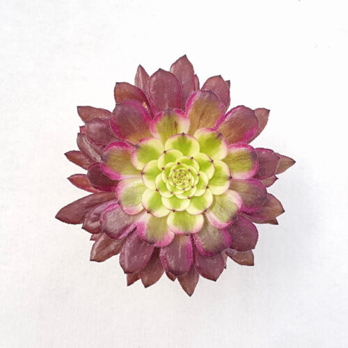 Aeonium arboreum Mardi Gras pot Ø 10,5