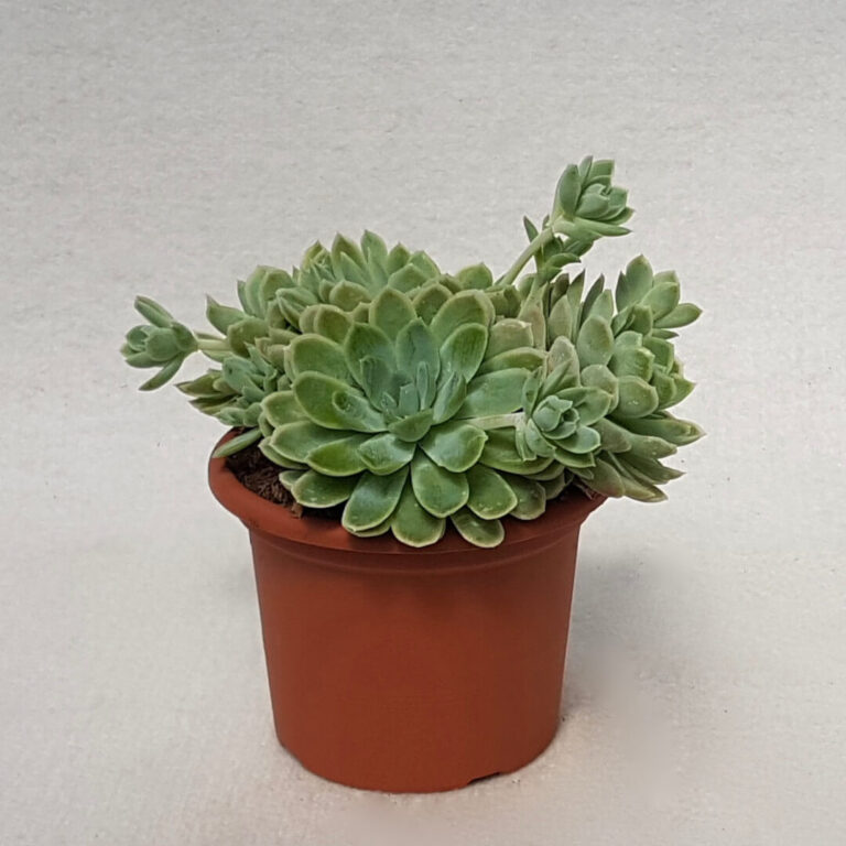 Echeveria elegans pot Ø 13