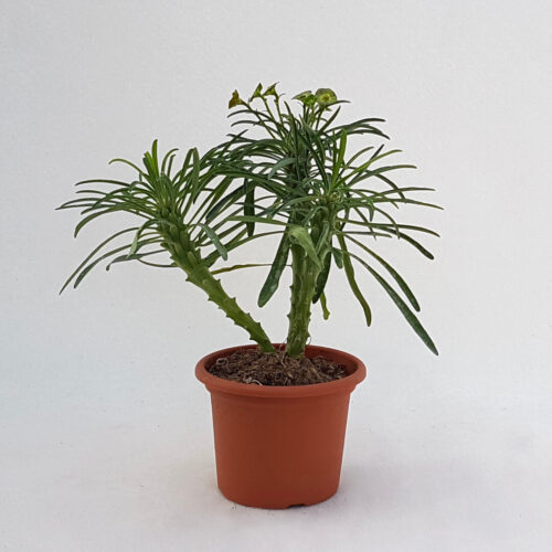 Euphorbia bubalina pot Ø 13