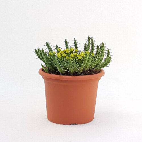 Euphorbia gorgonis pot Ø 13