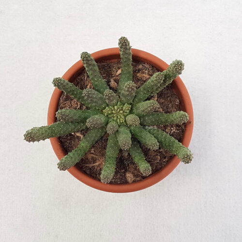 Euphorbia inermis pot Ø 13