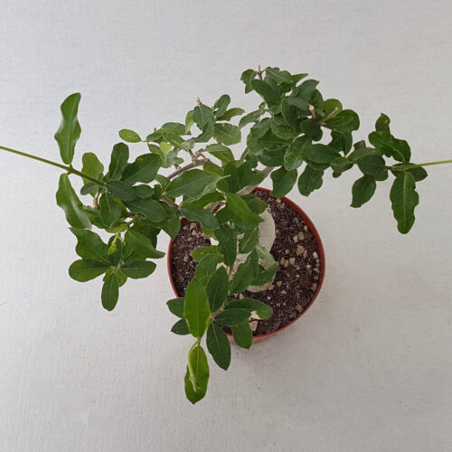 Fockea edulis pot Ø 14
